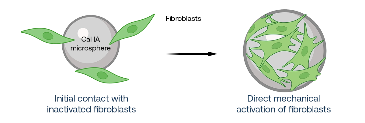Illustration showing RADIESSE's CaHA miscrospheres activating fibroblasts.
