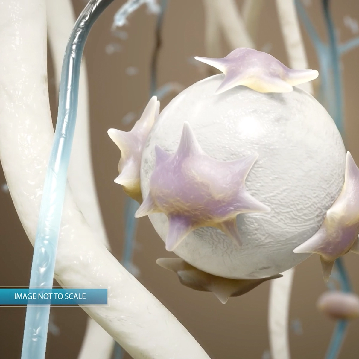 Not to scale image showing MOA pathway.